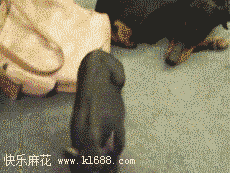 2师兄，你又淘气了