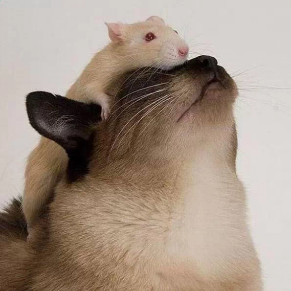 猫和老鼠新生活