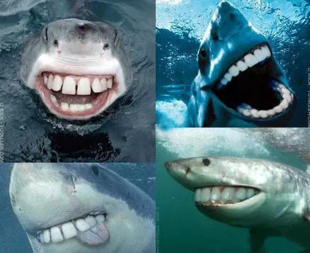 如果大白鲨换了牙齿，你还会觉得它们可怕吗？