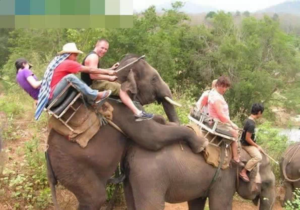 载客的大象，让人情何以堪啊