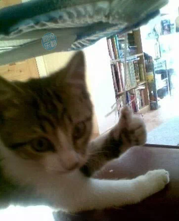 发现一只会竖大拇指的猫咪